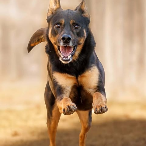 Photo of Marley