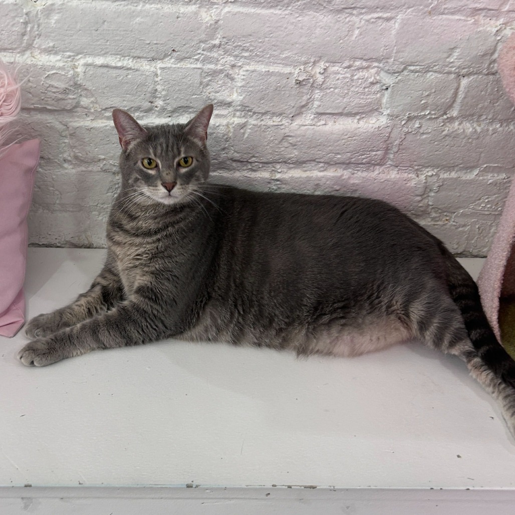 Tommy — thumbnail 4