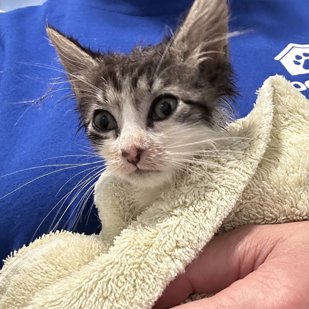 TOMATO - Domestic Longhair for adoption in Stamford