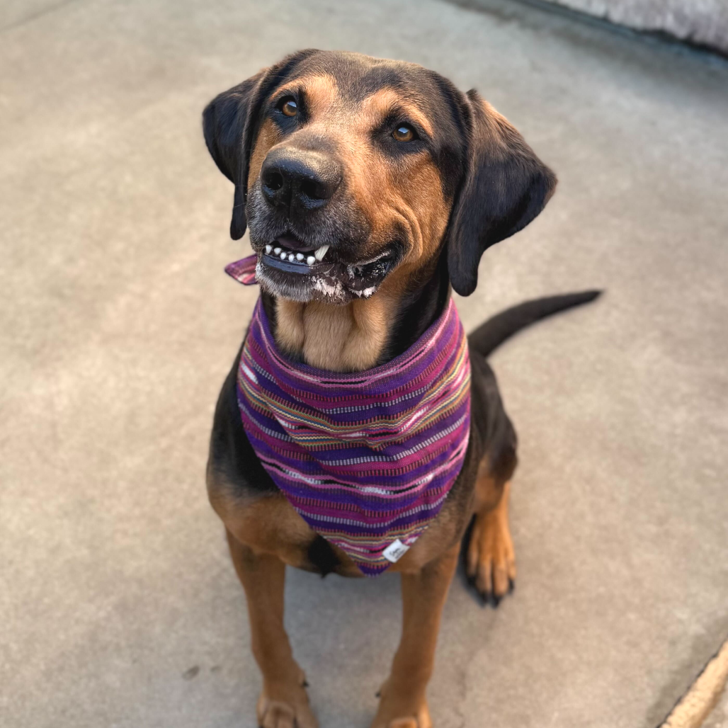 Rover — thumbnail 3