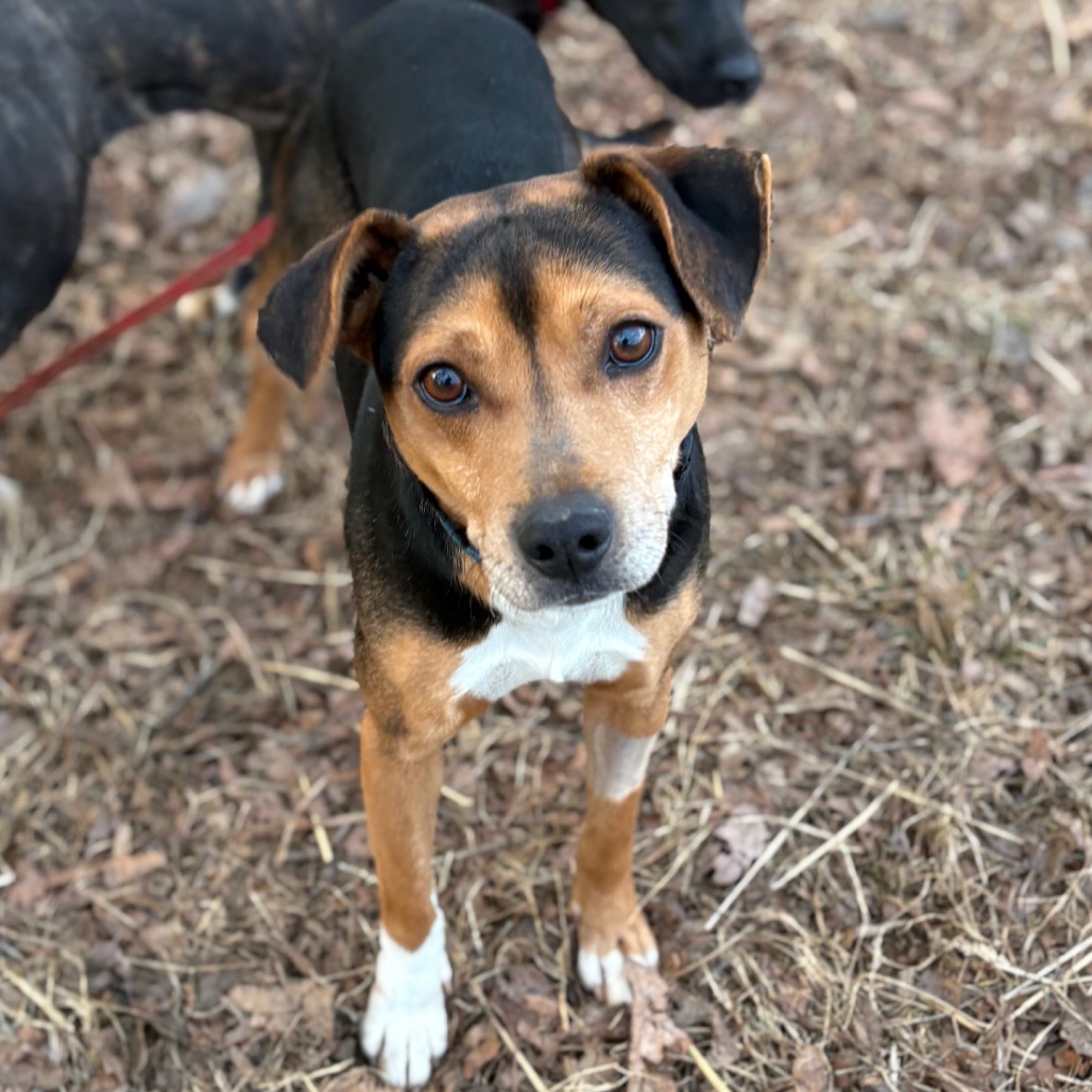 Homer — thumbnail 4