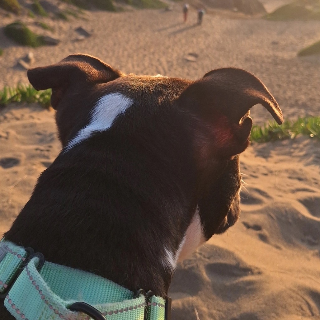 Zelda — thumbnail 4