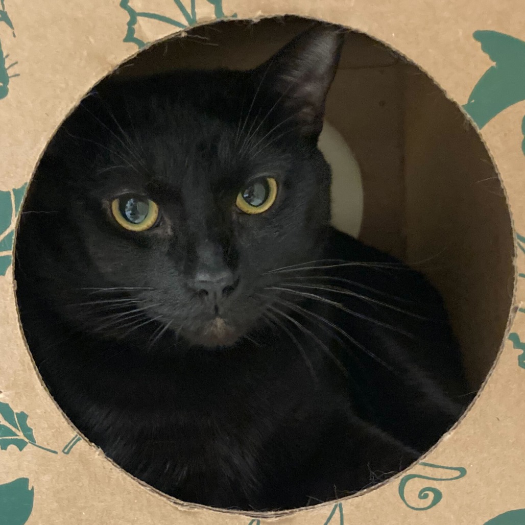 KRILL - Domestic Shorthair available for adoption