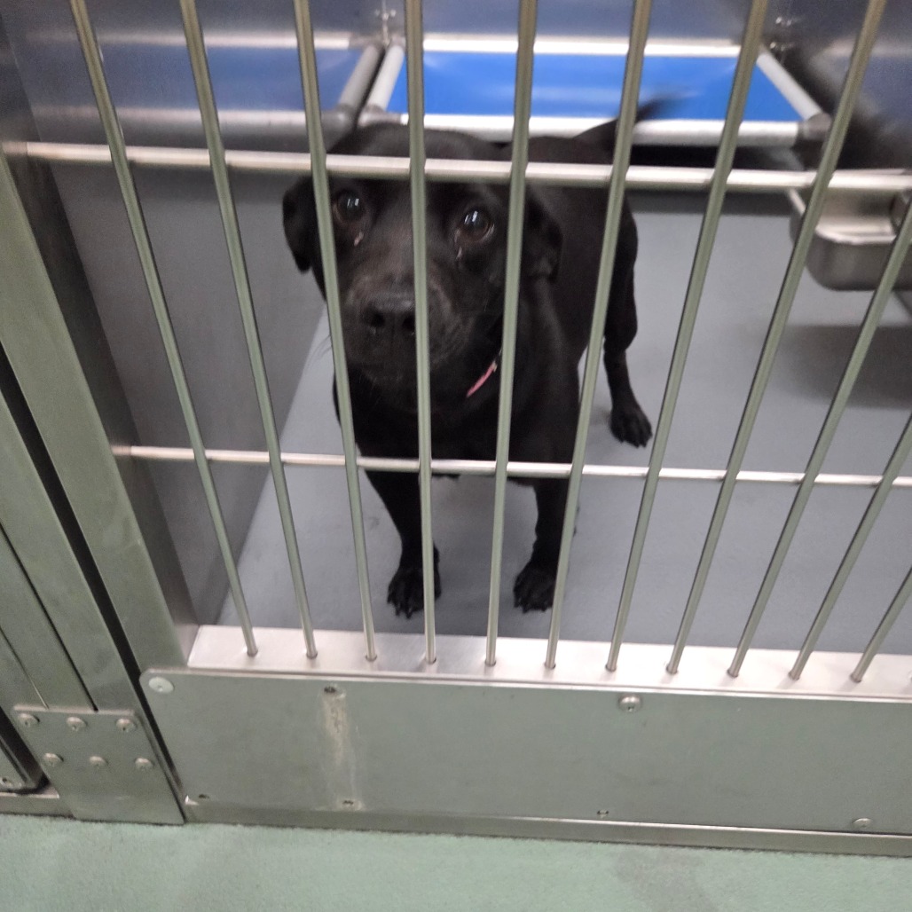 Chipper — thumbnail 3