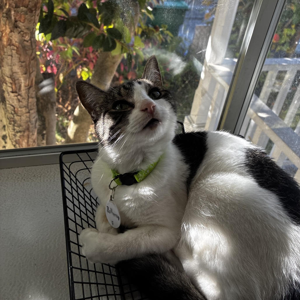 BUTTERCUP - American Shorthair available for adoption