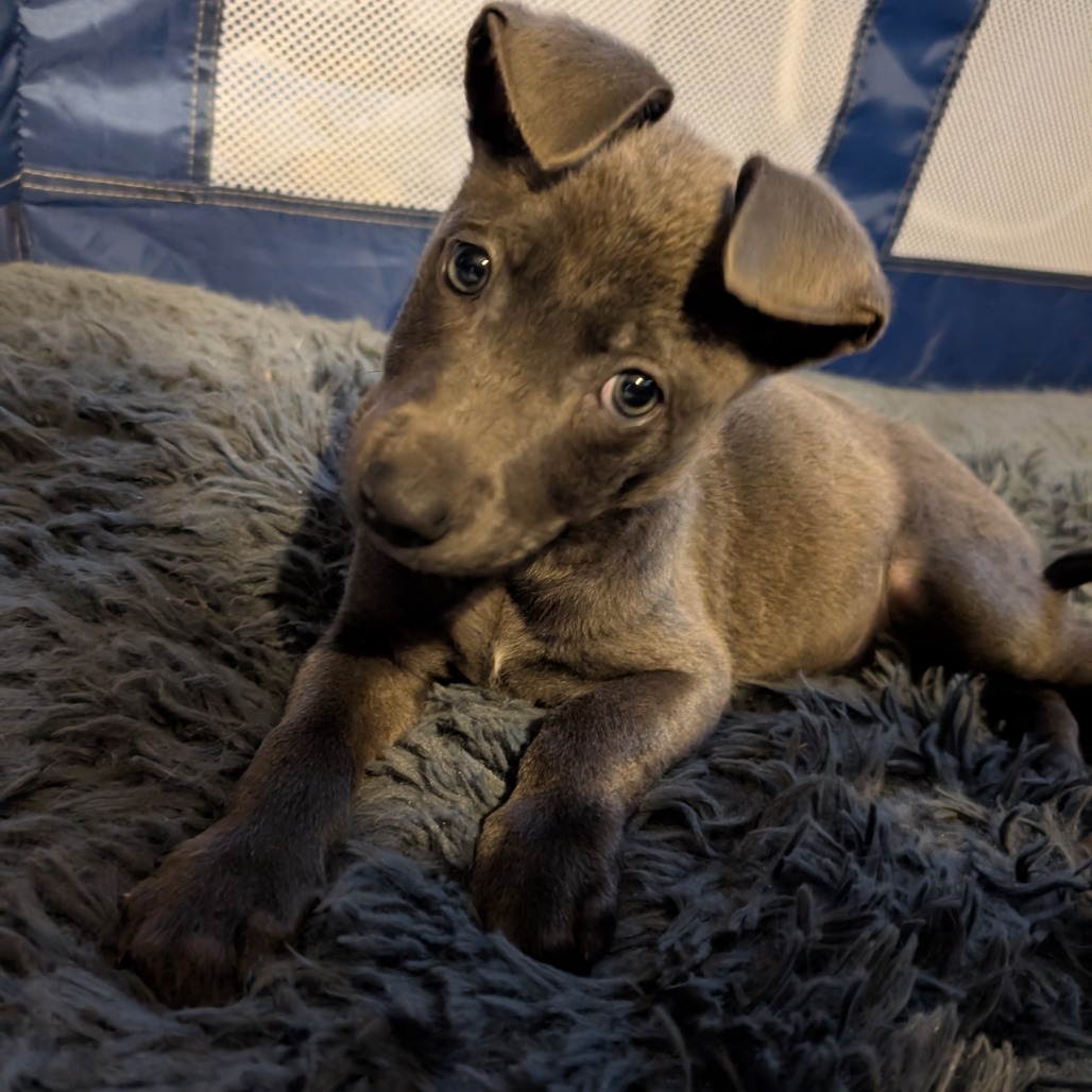 Hinsdale Humane Society Adopt a Dog: Find Your Perfect Companion