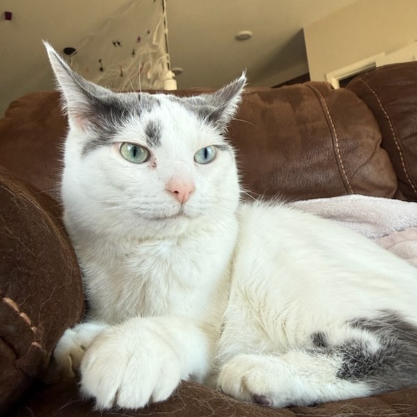 Fawn--In Foster, photo 22