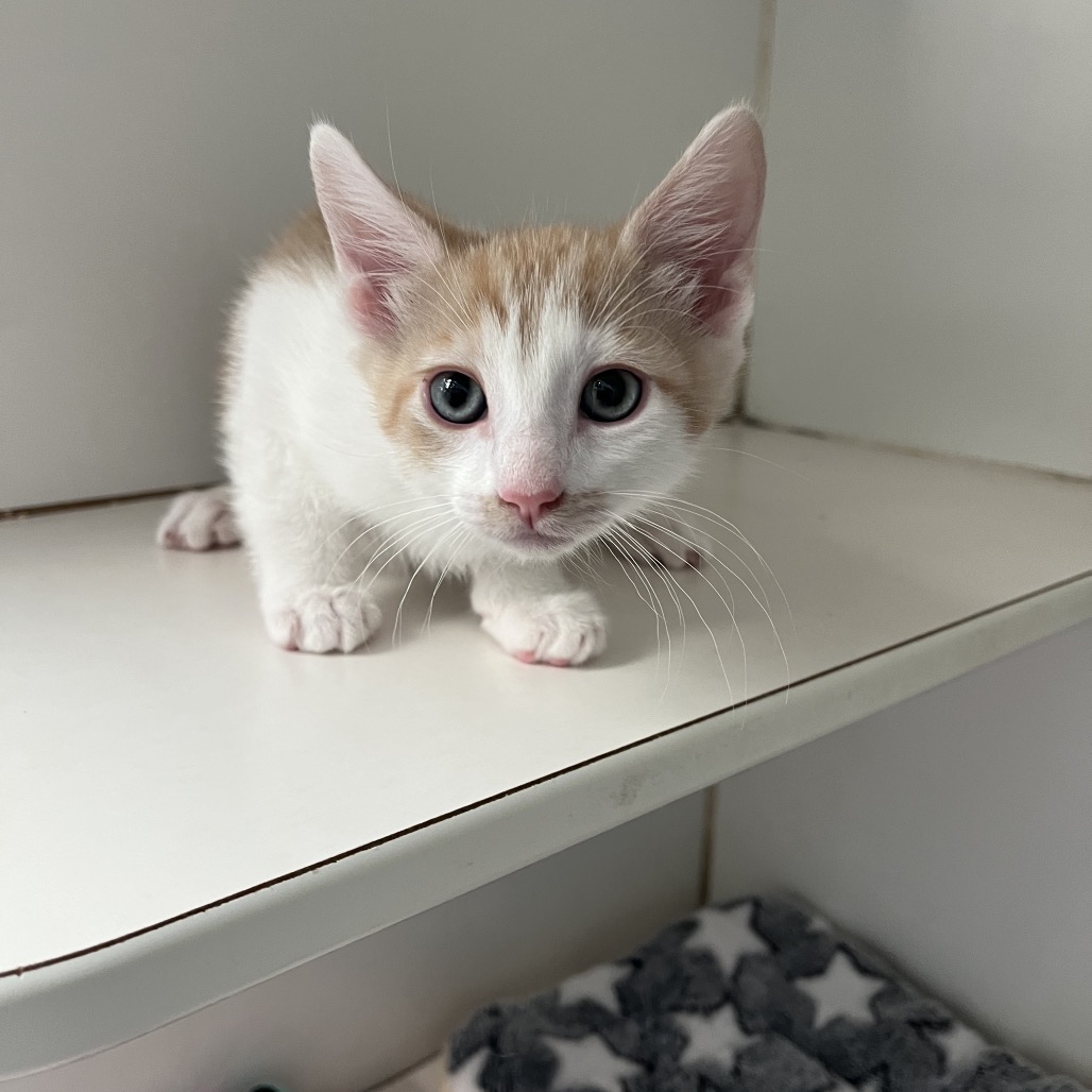 Cranberry the Cat