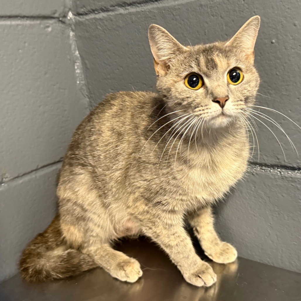 Tusc Stray 84178