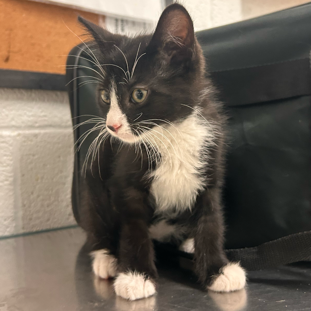 LEAF - Domestic Medium Hair available for adoption