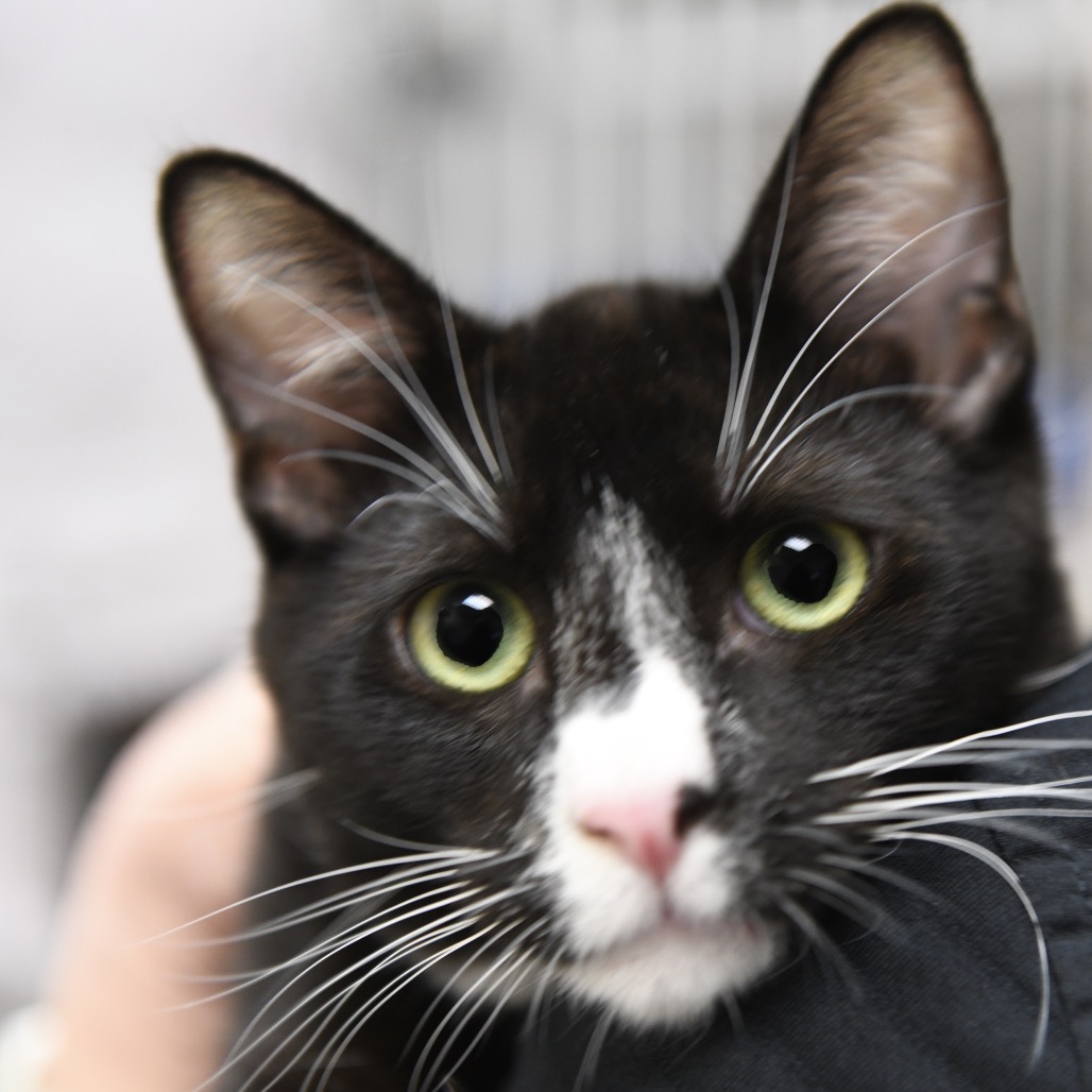 Thackery Binx - Domestic Medium Hair