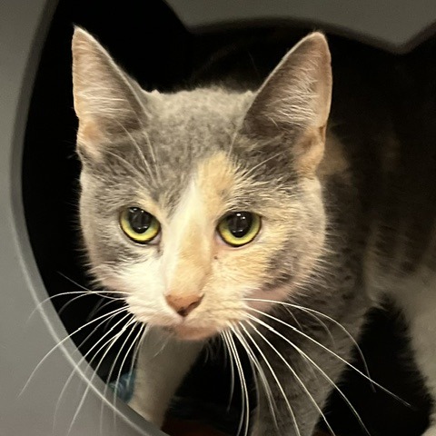 SORREL - Domestic Shorthair for adoption in Baltimore