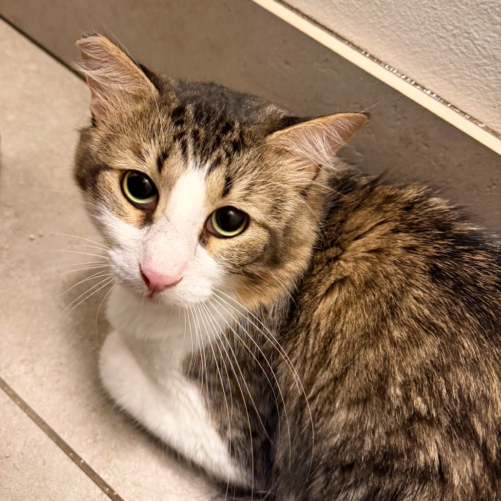 PAPA - Domestic Shorthair available for adoption