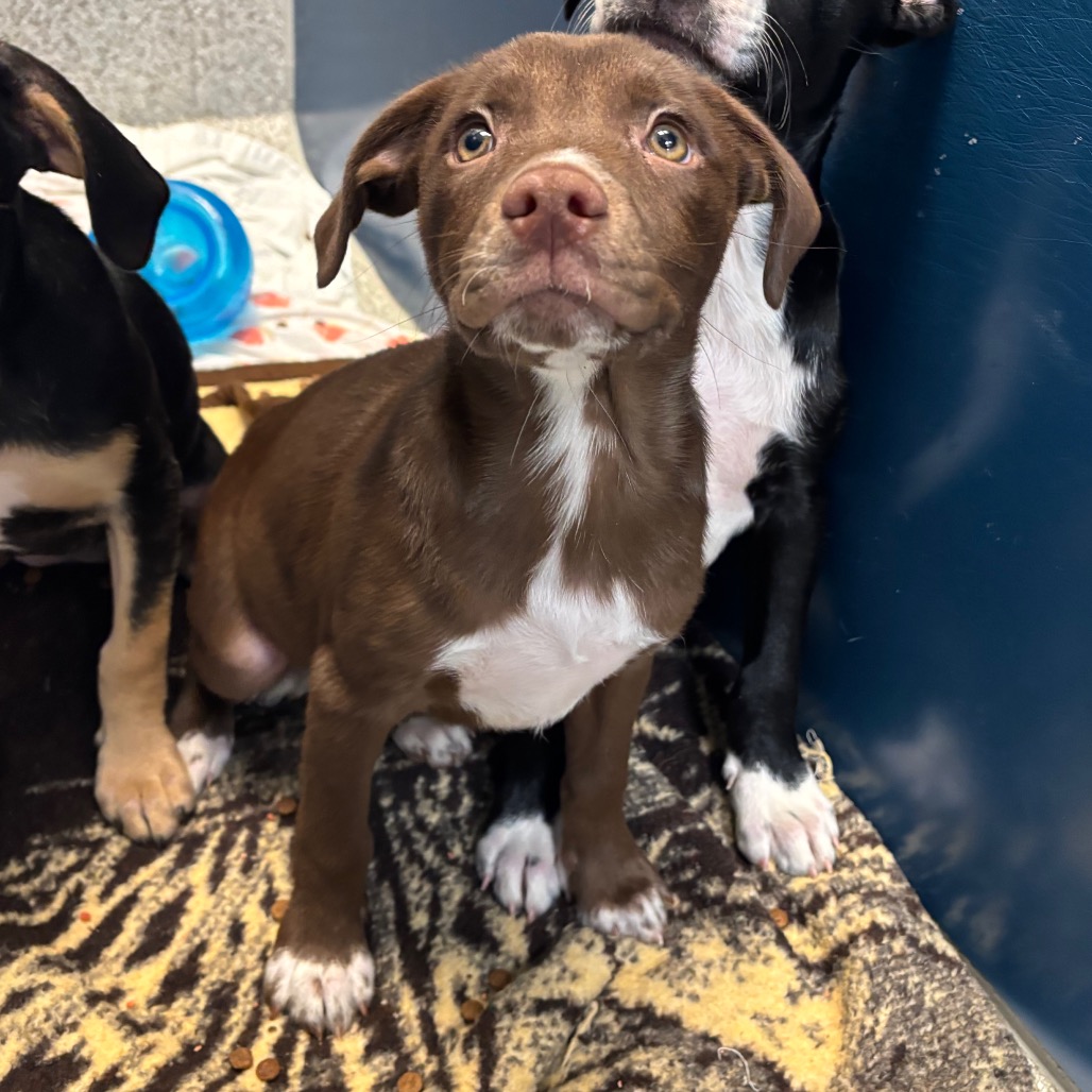 MEASURING CUP - Mixed Breed (Medium) available for adoption