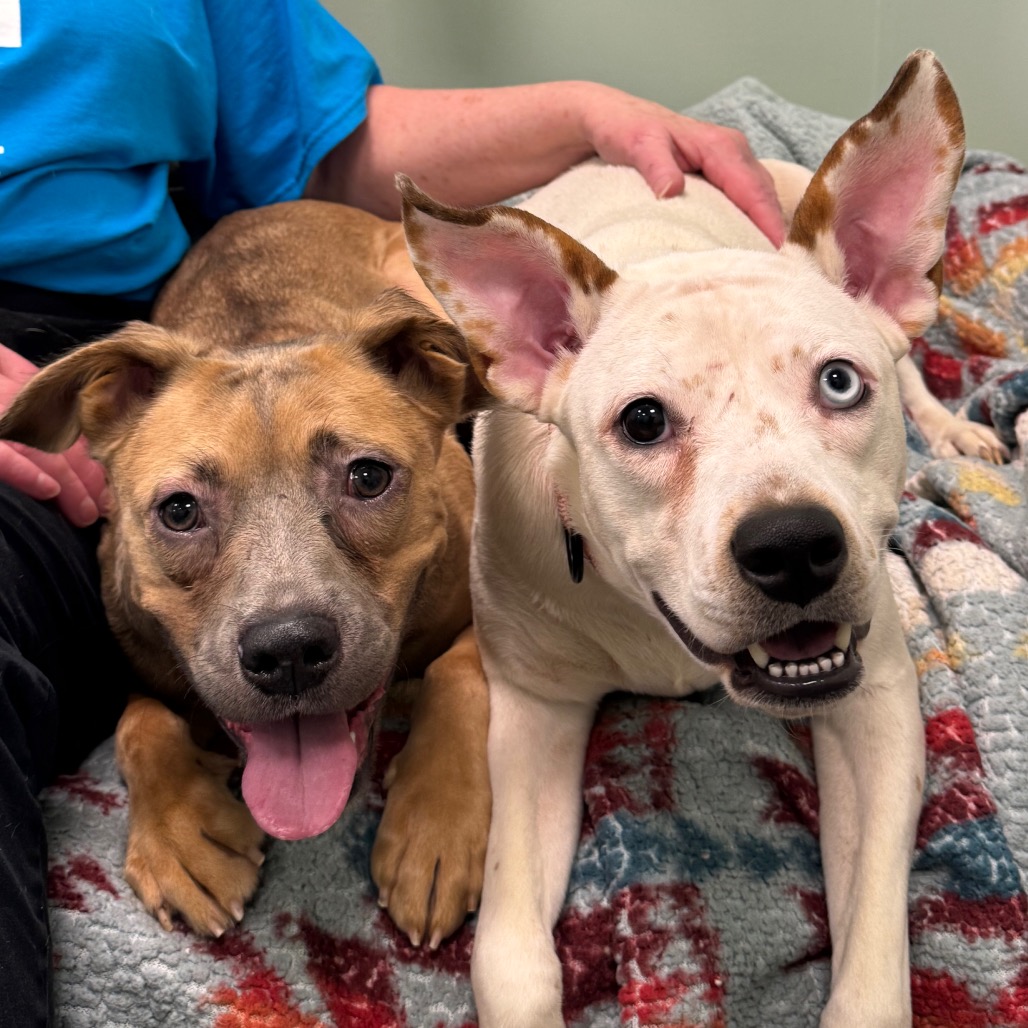 CHARLOTTE - Mixed Breed (Medium) available for adoption