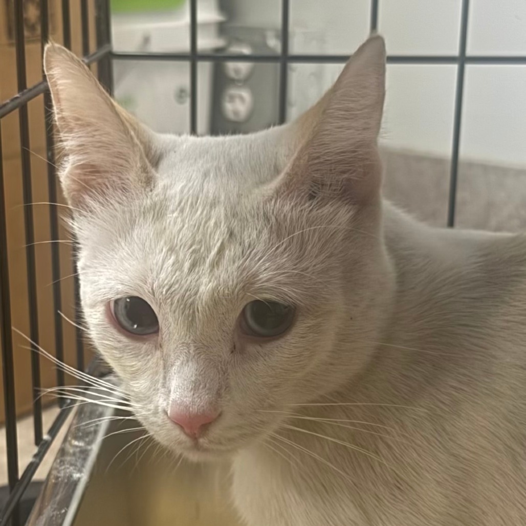 CHARLESTON - Siamese available for adoption