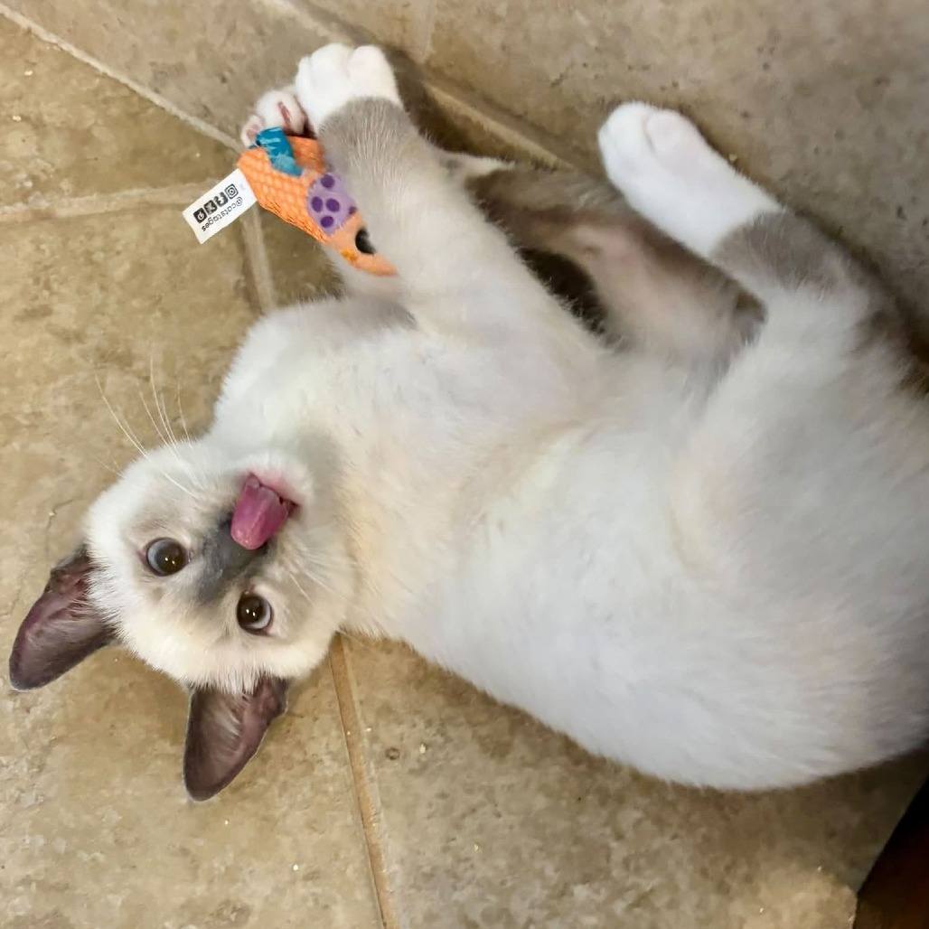 ASTAIRE - Siamese available for adoption
