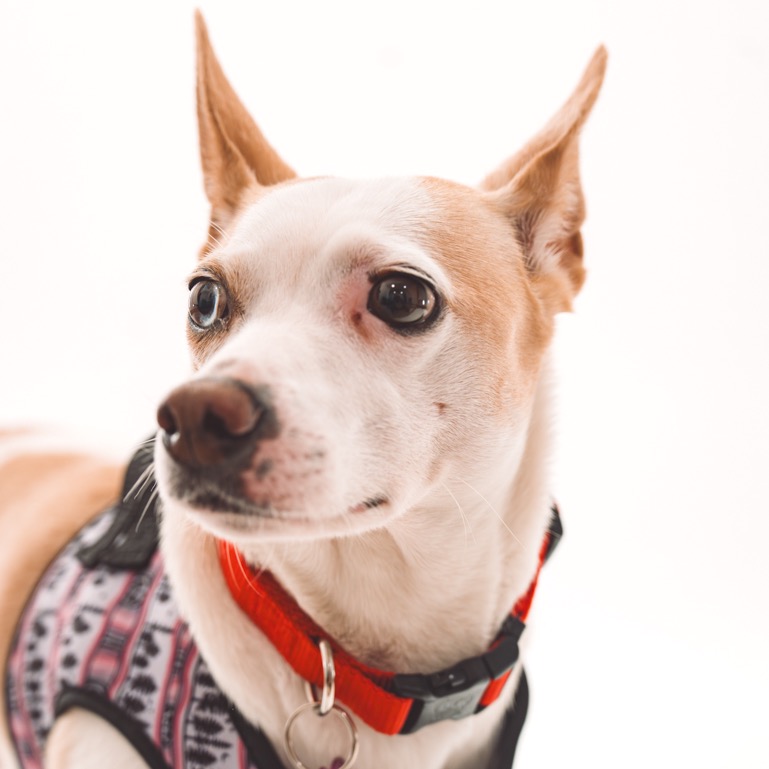 Maizie 13812 — thumbnail 5