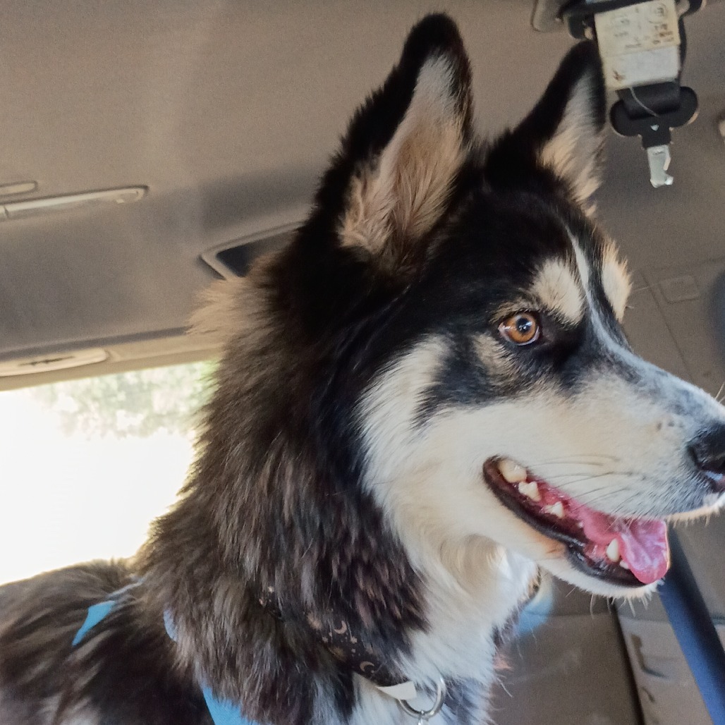 Shasta picture #2