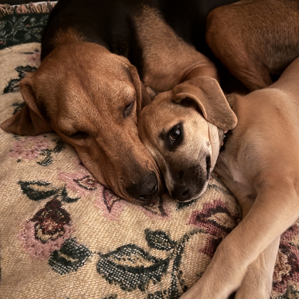 Cooper FKA Aster, photo 5