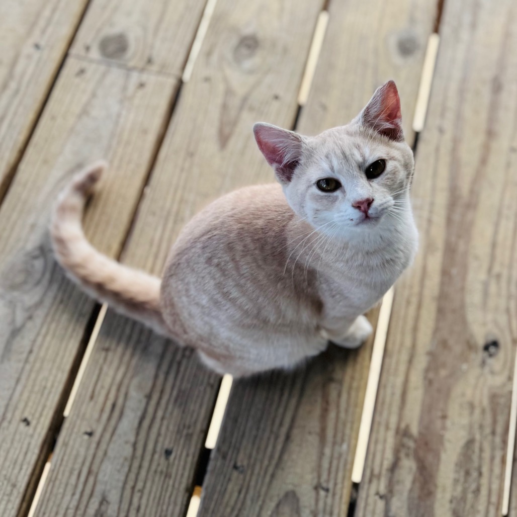 Swish — thumbnail 4