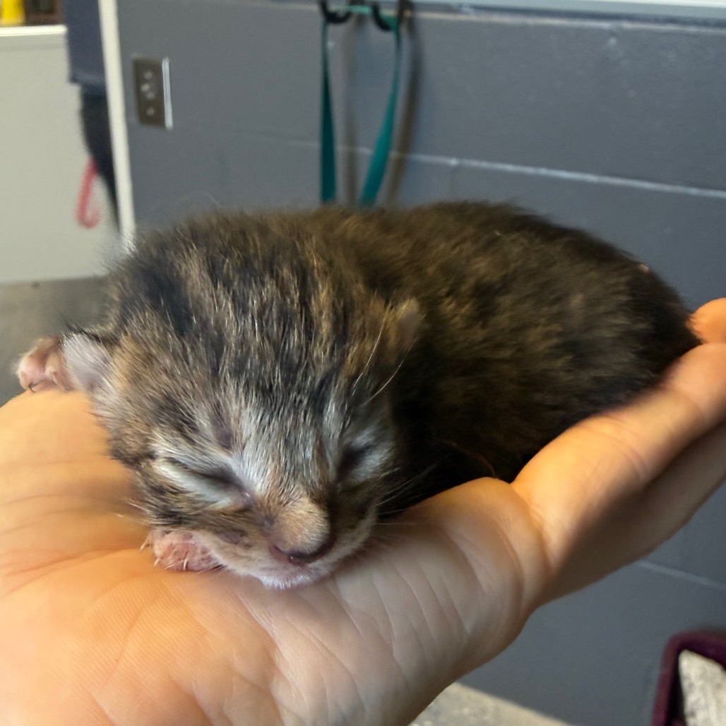 Tusc Stray 83919 2 3 4