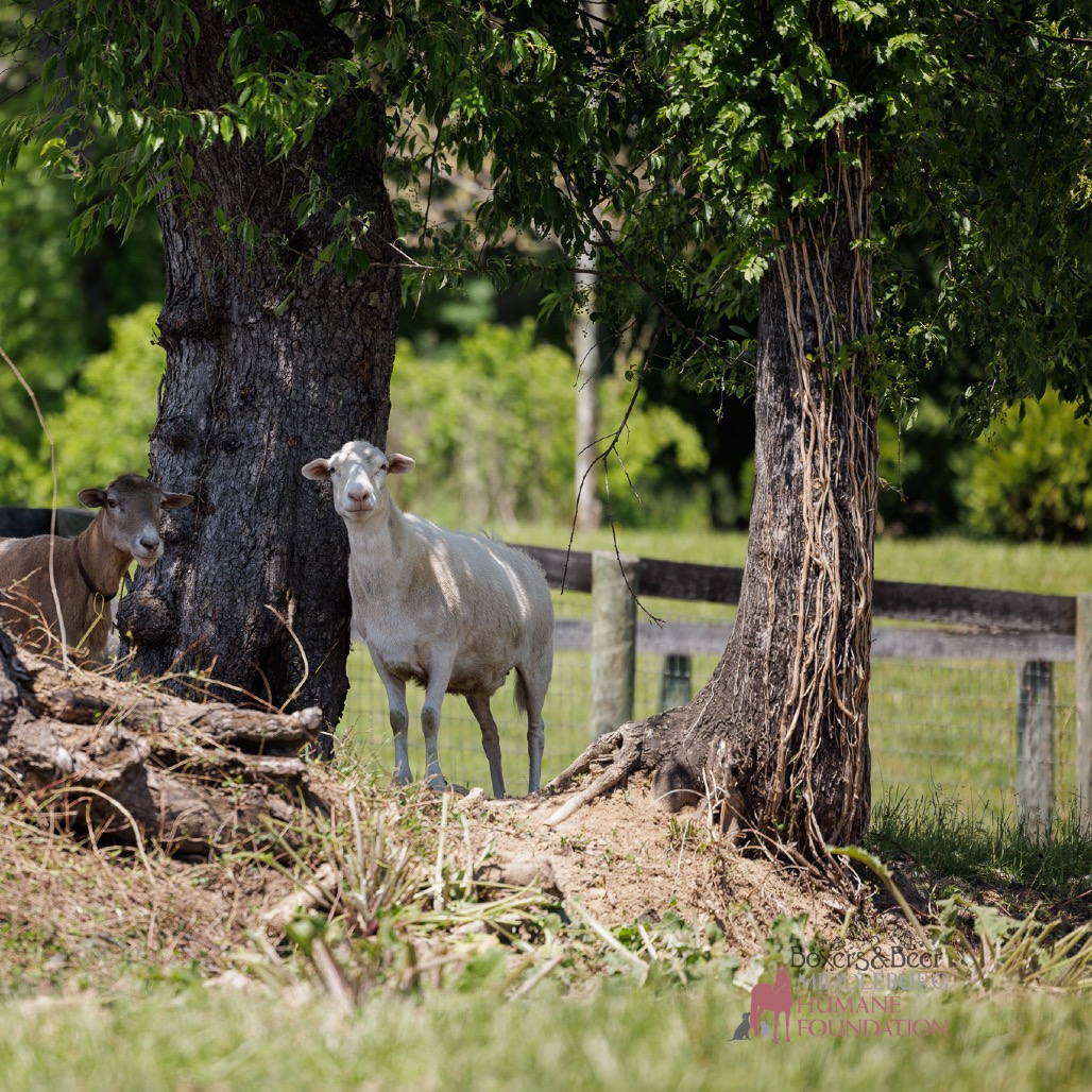 EWE LALA - Other available for adoption
