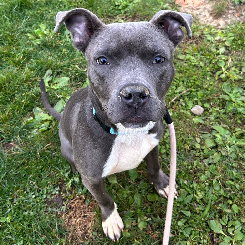 Sawyer, photo 12