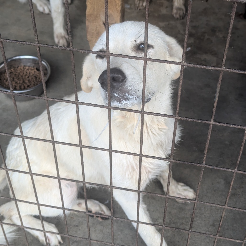 Great Pyrenees