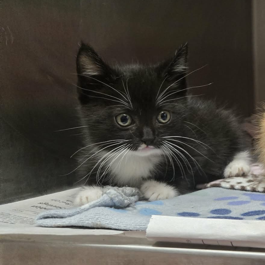 TRACY - Domestic Shorthair available for adoption