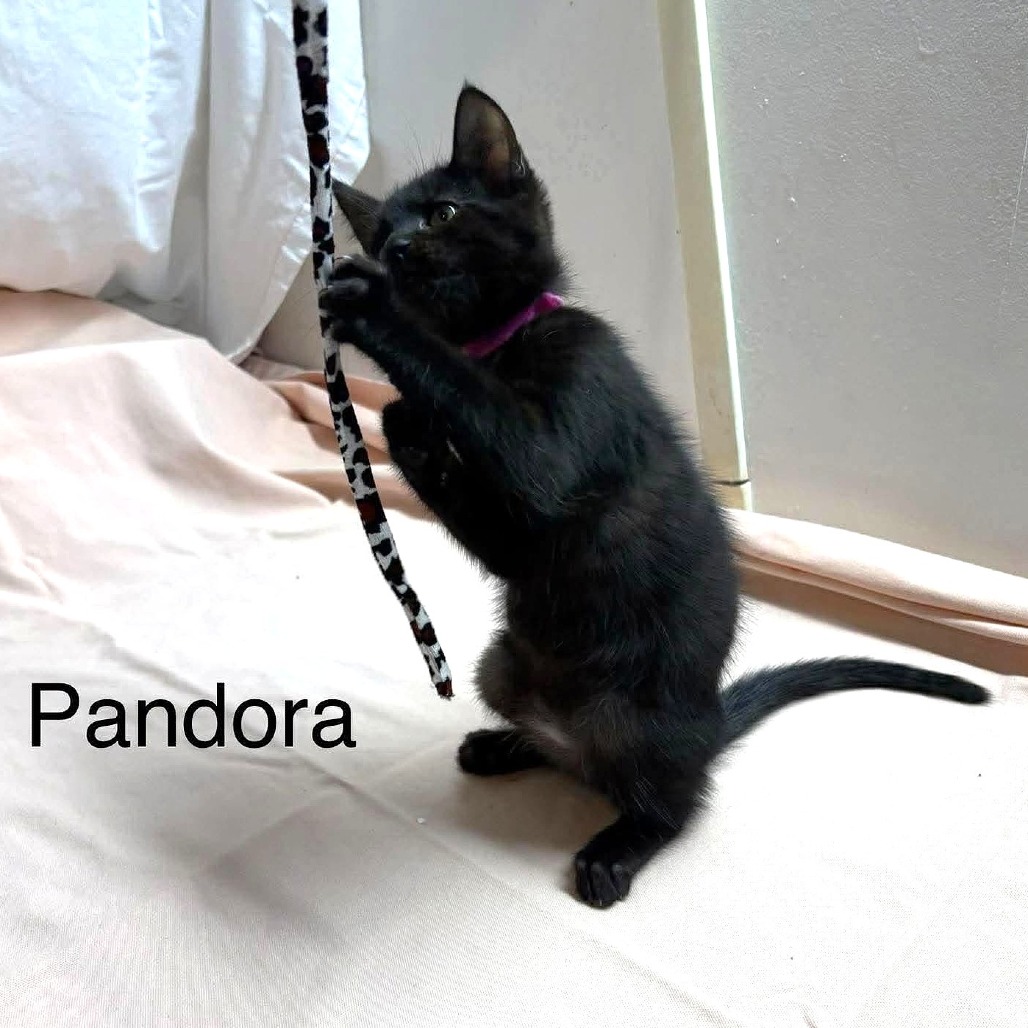 Pandora, photo 2