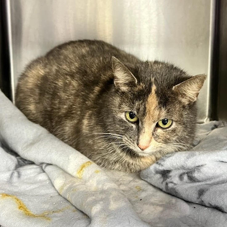 Millie — thumbnail 2