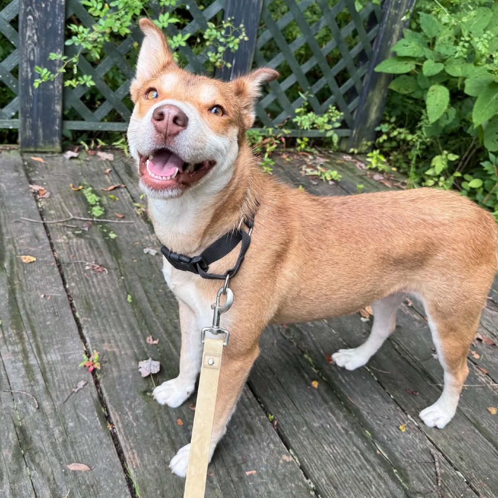 CT Miss Piggy -34lbs