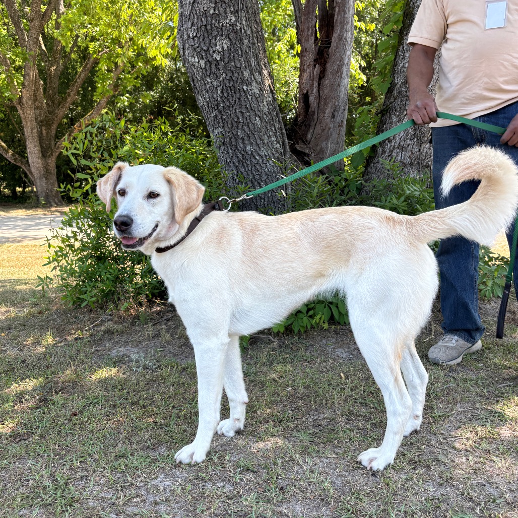 BELLA - Retriever, Labrador / Hound available for adoption