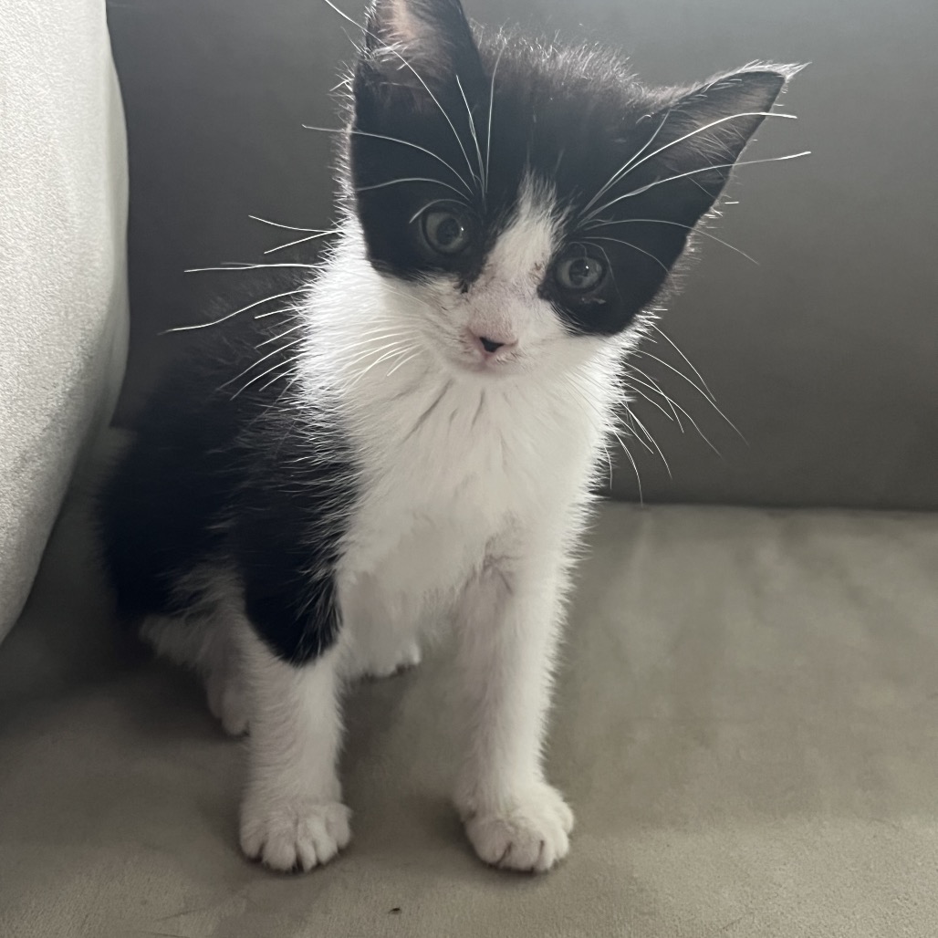 INKY - Domestic Shorthair available for adoption
