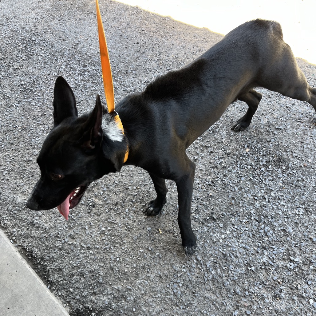 SCOOTER - Shepherd / Terrier, American Staffordshire available for adoption