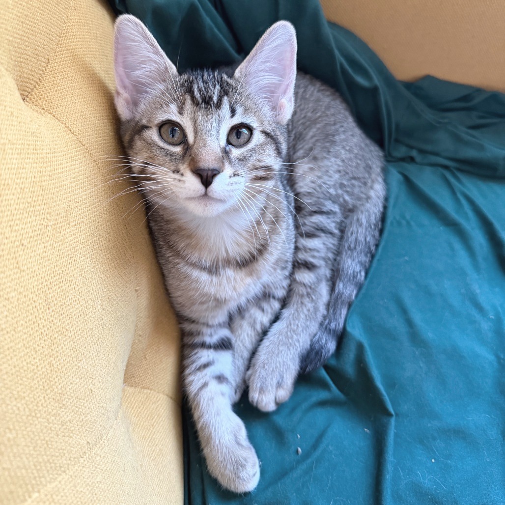 CRITTER - Domestic Shorthair available for adoption
