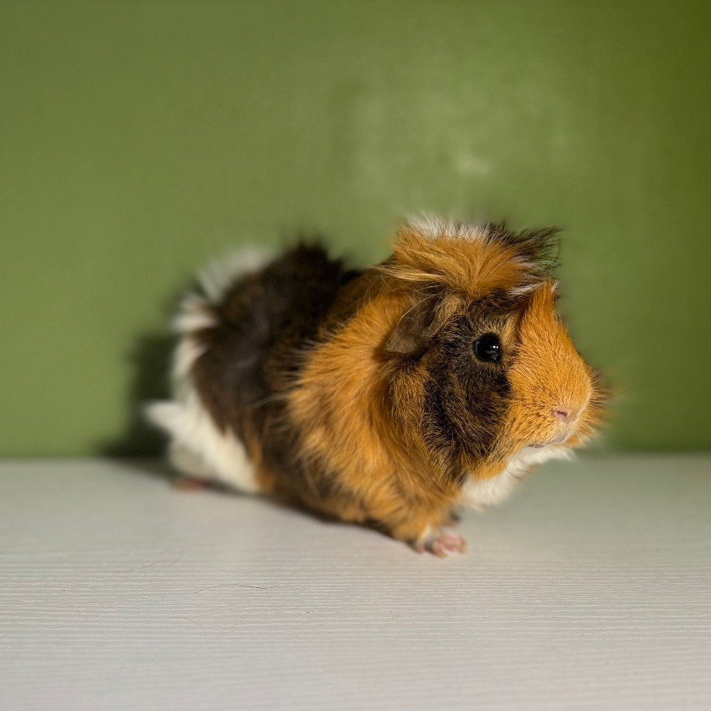 Lord Piggington--In Foster