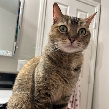 CLEO - Domestic Shorthair available for adoption