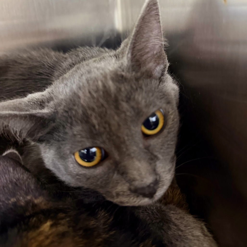 DOBY - Domestic Shorthair available for adoption