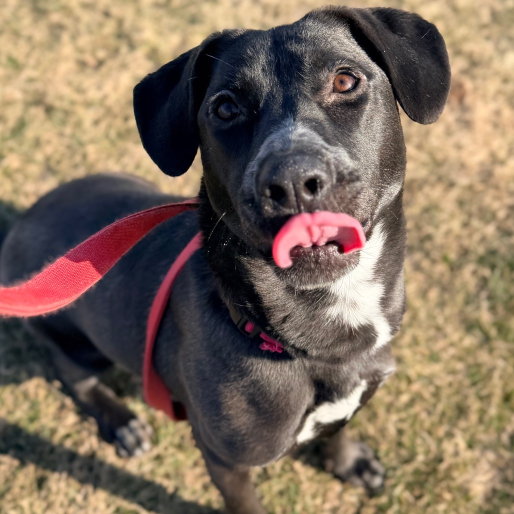 Sugar — thumbnail 3