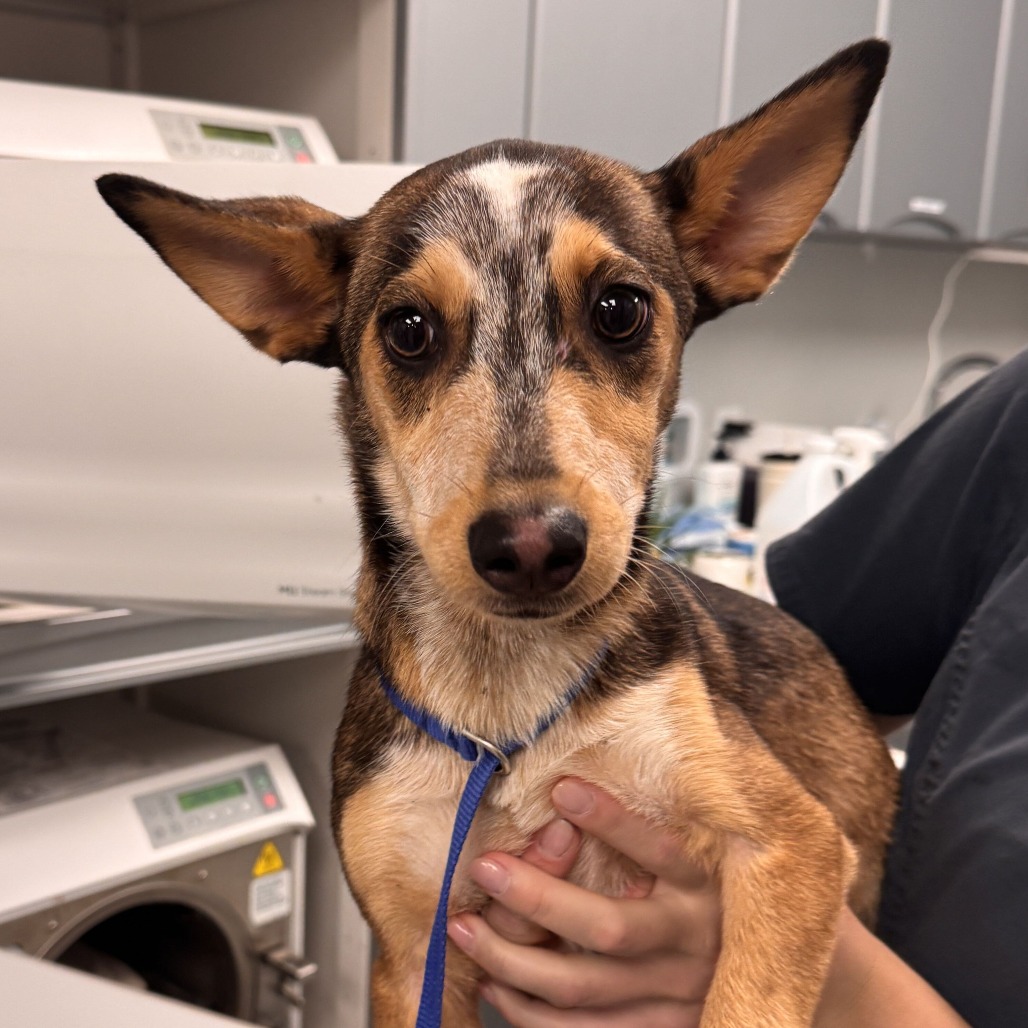 BIRCH - Mixed Breed (Medium) available for adoption