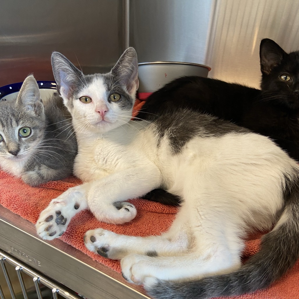 EDWARD - Domestic Shorthair available for adoption
