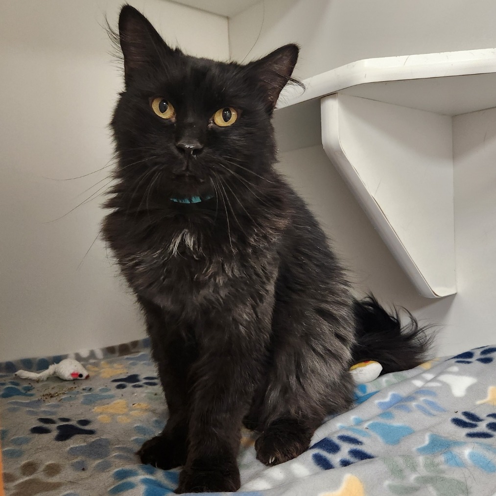 Salem