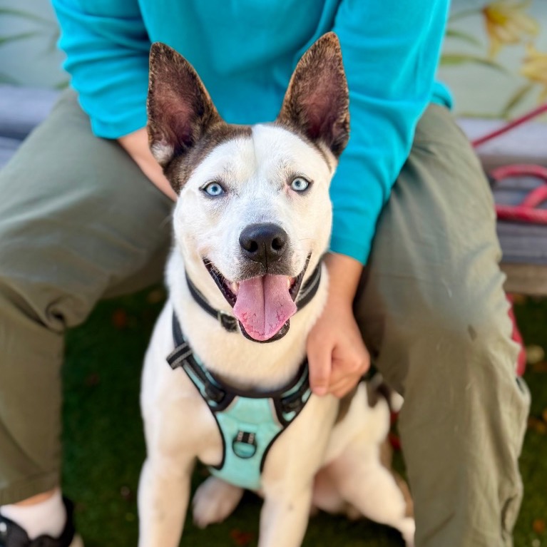 Close-up photo of Benji