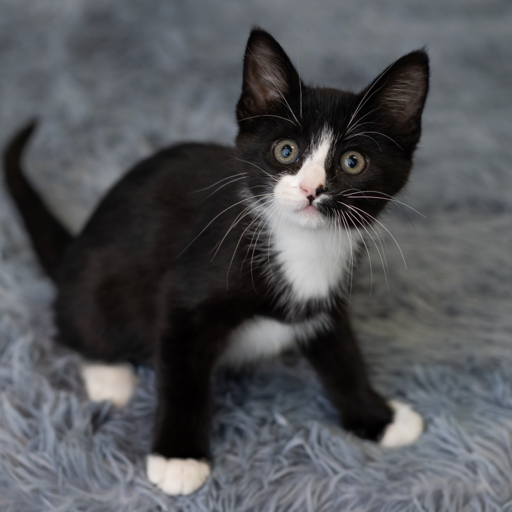 Blinkie, photo 6