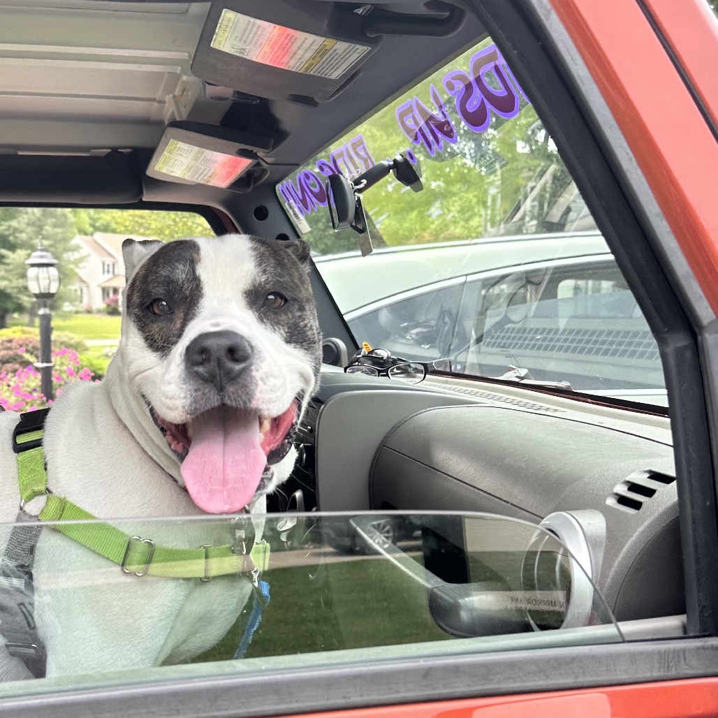 Petey, photo 16