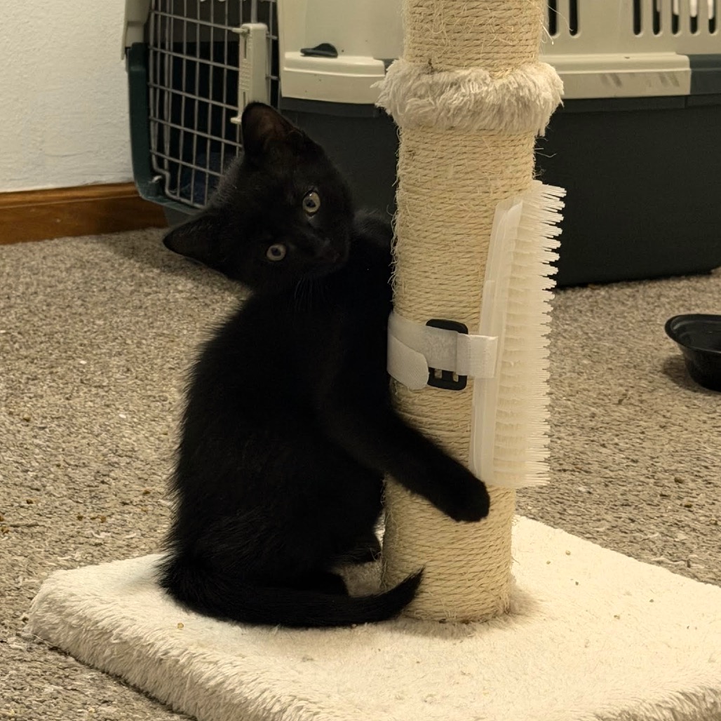 Cat Benatar C12279