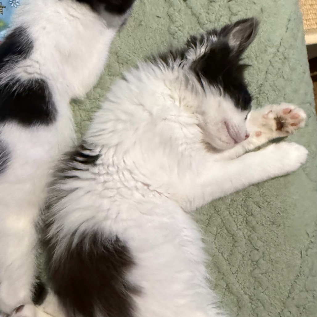 PANDA - Domestic Medium Hair available for adoption