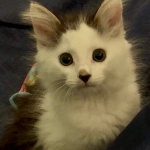CYRUS - Domestic Medium Hair available for adoption